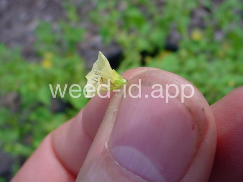 groundcherry, cutleaf